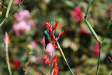 In the garden at Kiambethu