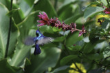 A sunbird in the garden at Kiambethu