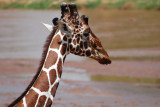 Reticulated giraffe - the fourth of the Samburu Five