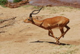 Impala on the run