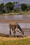 7. A rare sight - a reticulated giraffe drinking - this is along the Ewaso Nyiro River, Samburu