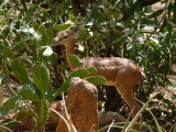 Geti was an orphaned gerenuk that lived at the camp.  Sadly he didnt make it through the great flood of 2010