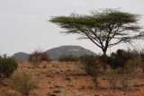 Samburu has semi-arid landscape once you are away from the river