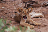 Day Four - Samburu Game Reserve