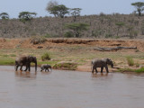 Elephants crossing the Ewaso Nyiro River at Elephant Bedroom