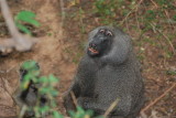 Olive baboon