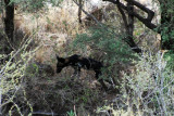 Wild dogs - a very rare sighting!