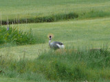 Crowned crane on the grounds at MKSC