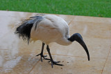 A sacred ibis comes onto our patio to check things out