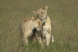 22. Masai Mara - Love this picture!  This must be her teenage son, or they are a very young honeymooning couple