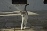A pretty kitty in front of the museum, not quite Corbins cat, but cute enough!