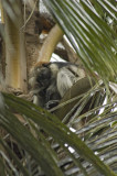 Red Colobus monkey, you can see this one a teeny bit!