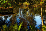 Peaceful littl pond inthe woods