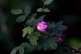 Little flower in the woods  .JPG