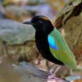 Birds of  Australia - Northern Territory 2008