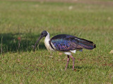 Straw-necked Ibis