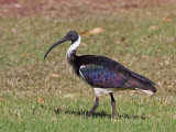 Straw necked Ibis