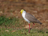 Masked Lapwing
