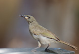 White-gaped Honeyeater