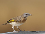 Rufous-banded Honeyeater