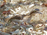 Bush Stone-curlew