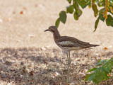 Bush Stone-curlew