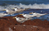 Crested Terns & Lesser Crested Terns