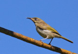 Brown Honeyeater