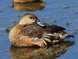 Wandering Whistling-Duck