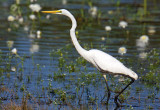 Great Egret