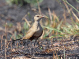 Australian Pratincole