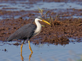 Adult Pied Heron