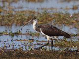 Immature Straw-necked Ibis