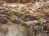 Immature Pied Butcherbird