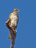 Brown Falcon