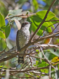 Little Bronze-Cuckoo