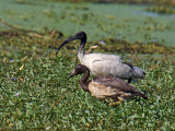 Australian White Ibis and imm. Magpie Goose