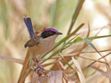 Male Purple-crowned Fairy-wren