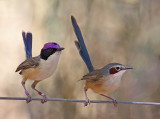 Purple-crowned Fairy-wrens