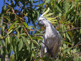 Sulphur-crested Cockatoo