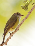 Lemon-bellied Flycatcher