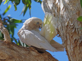 Little Corella