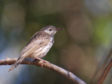 Bar-breasted Honeyeater