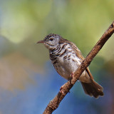 Bar-breasted Honeyeater