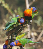 Red-collared Lorikeet