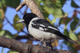 Adult Pied Butcherbird