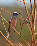White-browed Woodswallow
