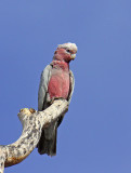Galah