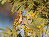 Rufous throated Honeyeater