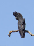 Male Red-tailed Black -Cockatoo